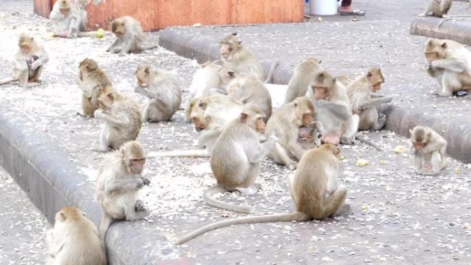 猴子生活在城市