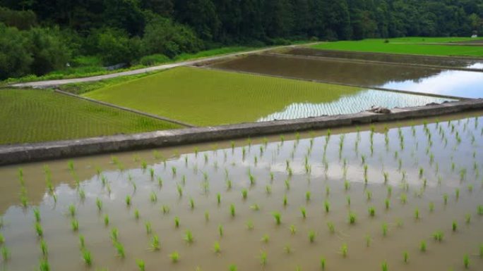 水稻种植后美丽乡村图片