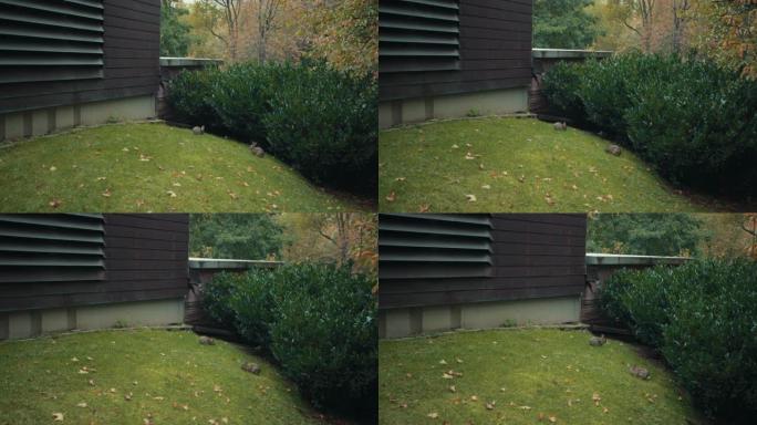 灰色兔子在城市的街道上跳跃，在棕色的小房子附近吃草。