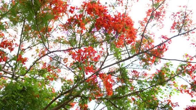 镜头凯撒皮尼亚pulcherrima花盛开的树枝挂在树上。