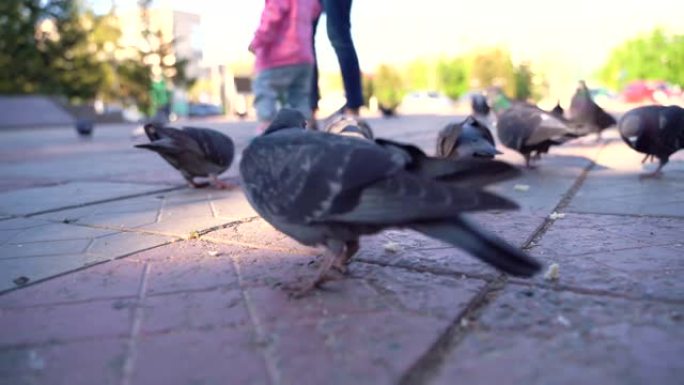 城市鸽子啄食人们放在地上的面包