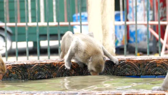 夏天，猴子在城市里玩水。