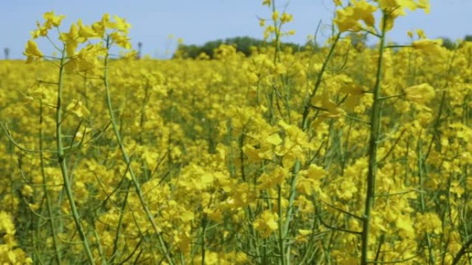 黄花菜籽油菜籽农业田。春天美丽盛开的油菜籽田蓝天。慢动作。油菜籽背景蓝天上的黄色油菜花特写。