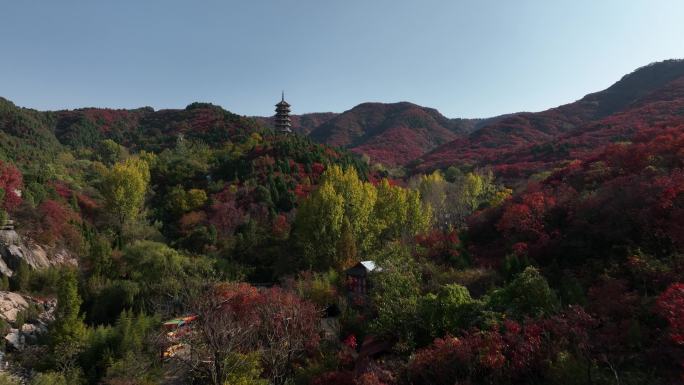 济南风景 红叶谷 秋天 4k航拍 05