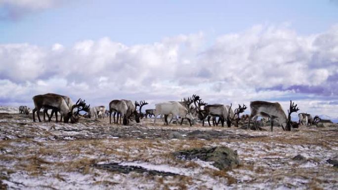 蒙古人在冬季放牧驯鹿