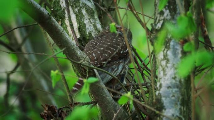 欧亚侏儒-猫头鹰-Glaucidium passerinum在夏季与猎物在森林中坐在树枝上。绿色背景
