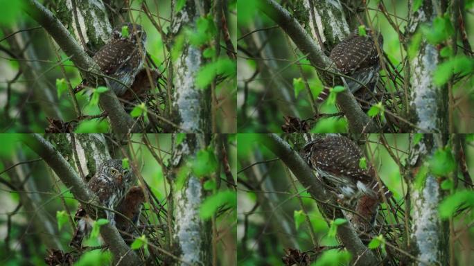 欧亚侏儒-猫头鹰-Glaucidium passerinum在夏季与猎物在森林中坐在树枝上。绿色背景
