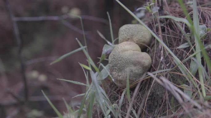 森林中的蘑菇