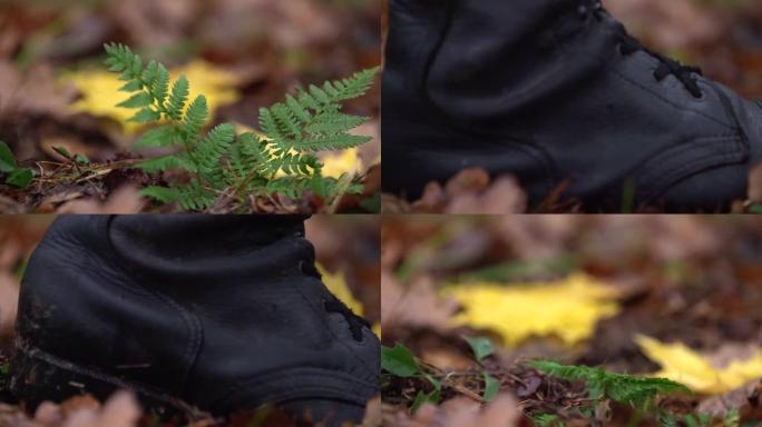 在树林中关闭军靴踩在绿色的蕨类植物上并将其压碎