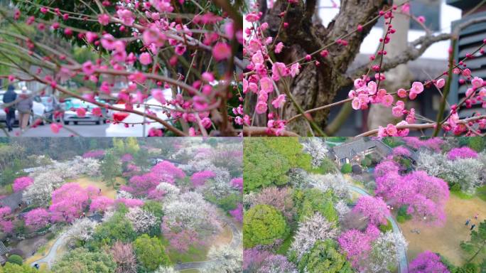 杭州植物园灵峰探梅梅花开了风景视频素材4