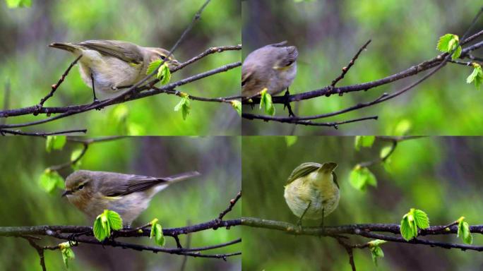 鸟类常见的鸡糠 (Phylloscopus collybita) 跳到树枝上，吃昆虫幼虫阳光明媚的春