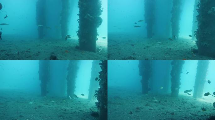热带鱼在蓝色海洋中的码头下面游泳。