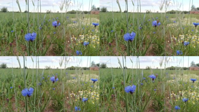 田野上的蓝色矢车菊。美丽的背景
