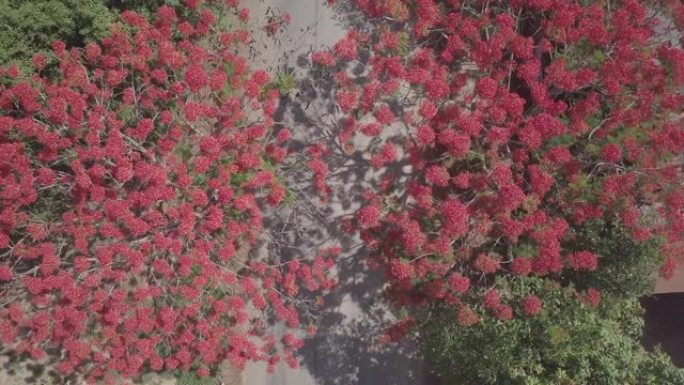 上升的无人机拍摄美丽的红孔雀花树沿路