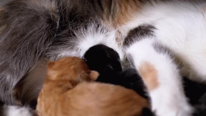 母乳喂养小猫。三色猫妈妈喂养和照顾可爱的小猫