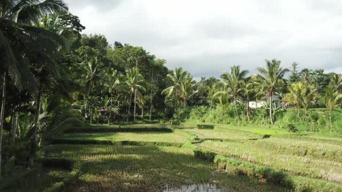 在印度尼西亚龙目岛的Tetebatu拍摄了长稻田的无人机。后面有一个小房子。无尽的稻田被小路隔开。周