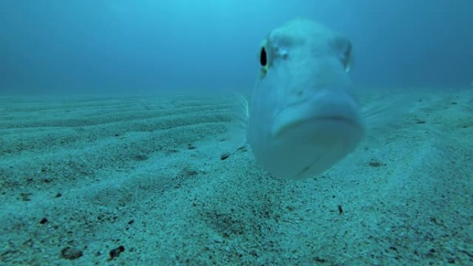好奇的鱼看着相机镜头。鱼的自拍照 (自拍照)。强刺银比迪 (Gerres longirostris)