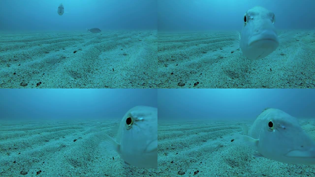 好奇的鱼看着相机镜头。鱼的自拍照 (自拍照)。强刺银比迪 (Gerres longirostris)