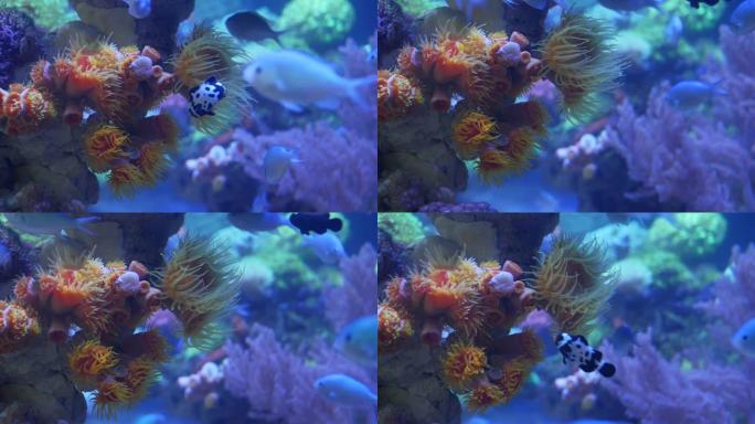 在紫外光或紫外线下，lillac水族馆中的软珊瑚和鱼类。紫色荧光热带水生天堂异国情调背景，粉色珊瑚充