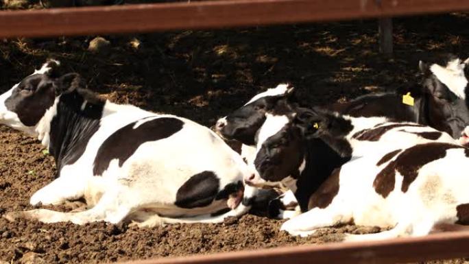 奶牛在农场休息悠闲的牛儿养牛场牛奶