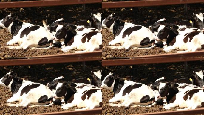 奶牛在农场休息
