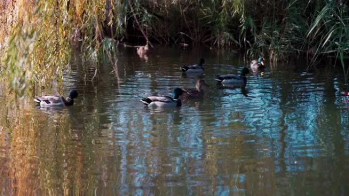 漂亮的鸭子在柳树下的湖里游泳