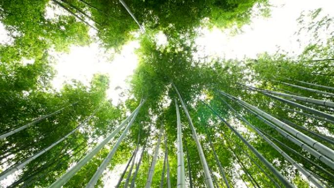 竹林，岚山，京都，日本
