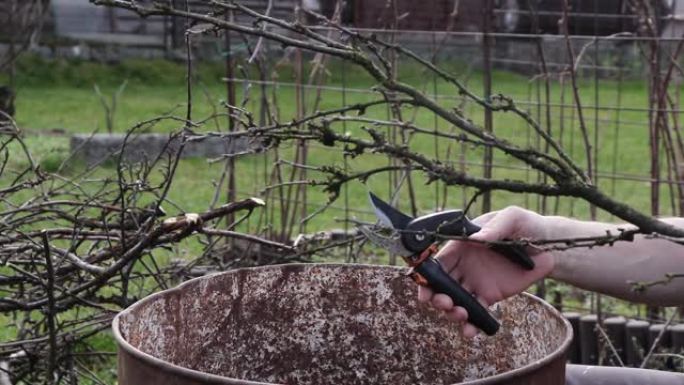 在三月和4月期间修剪果树以获得更好的收成是任何园丁的责任。男人用剪刀剪小树枝，然后把它们放在桶里。它