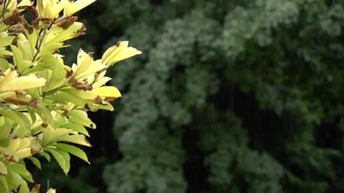 雨水和树木