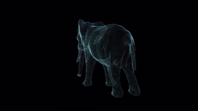 大象全息图线框。黑色背景上的漂亮3D动画，未来项目的无缝循环