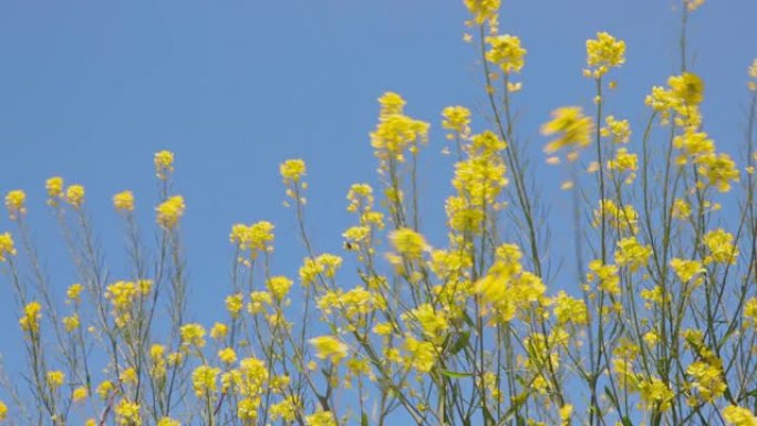 油菜花在风中摇曳黄色花朵开花