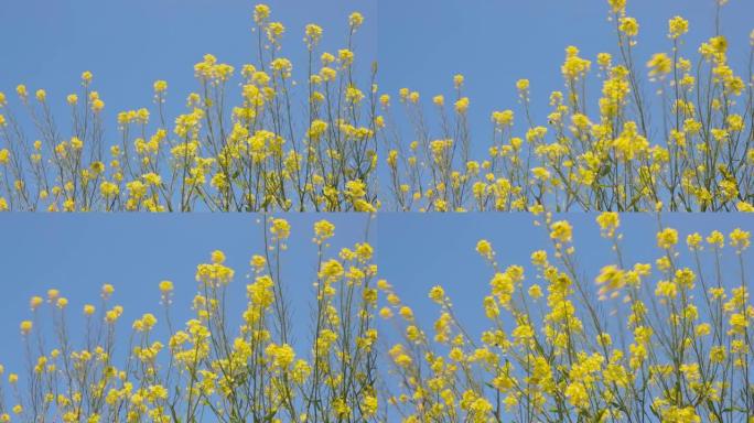 油菜花在风中摇曳黄色花朵开花