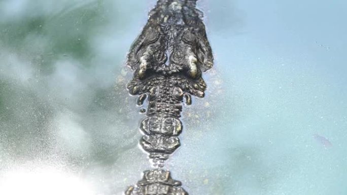 暹罗淡水鳄鱼在水中，该物种已濒临灭绝，并已从许多地区灭绝。暹罗淡水纹理皮肤的特写。