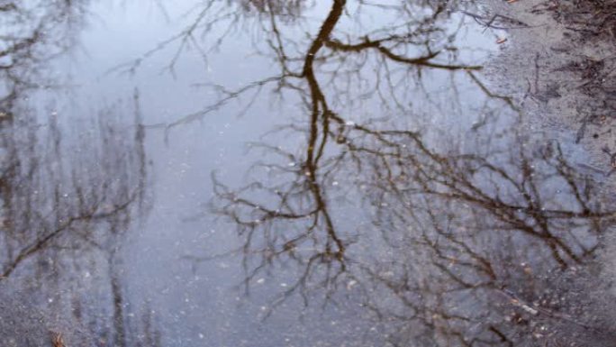 阴天春天水坑里冬树的倒影。