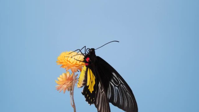 黄花上的鸟翅蝴蝶