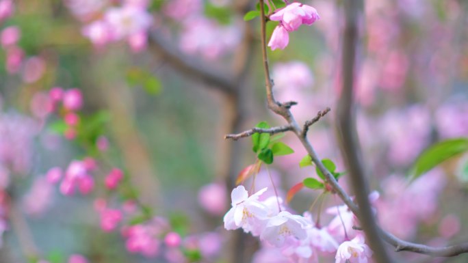 春天花朵樱花绽放过程植物延时视频素材49