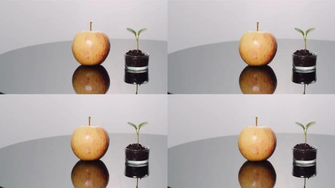 新鲜成熟苹果和小苹果树-水果生产概念