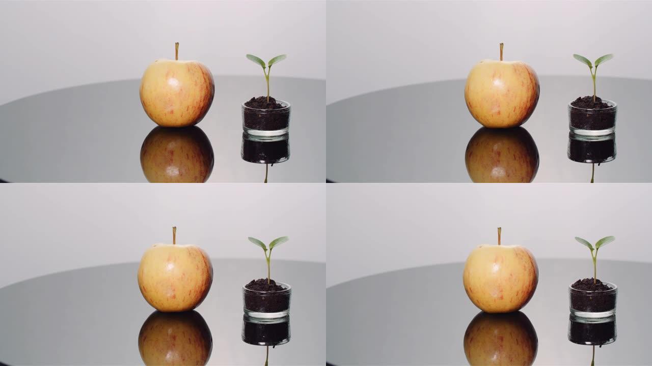 新鲜成熟苹果和小苹果树-水果生产概念