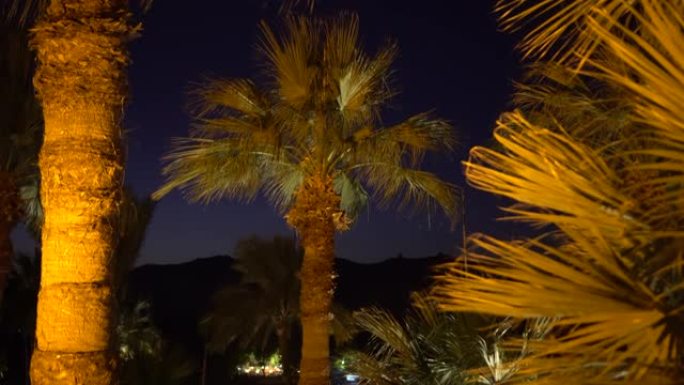 从埃及的风景中可以看到夜晚的棕榈树的美丽运动