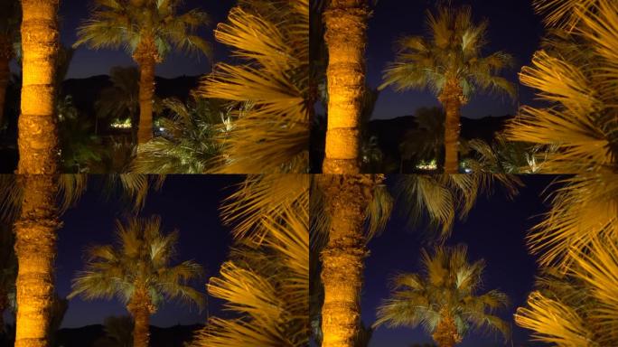 从埃及的风景中可以看到夜晚的棕榈树的美丽运动
