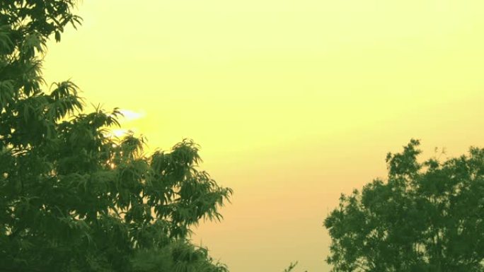 清新的绿树在风和夕阳中摇曳