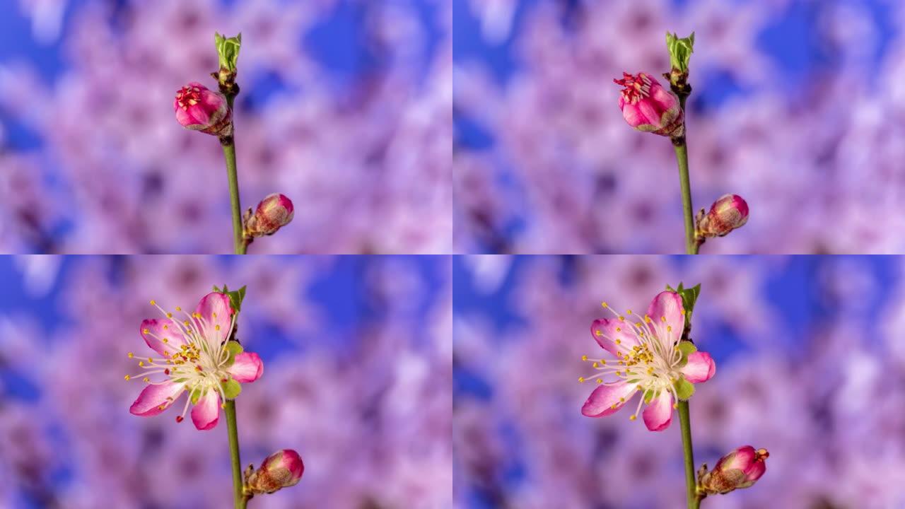 桃花盛开，格式延时4k视频。春天的樱桃花视频。