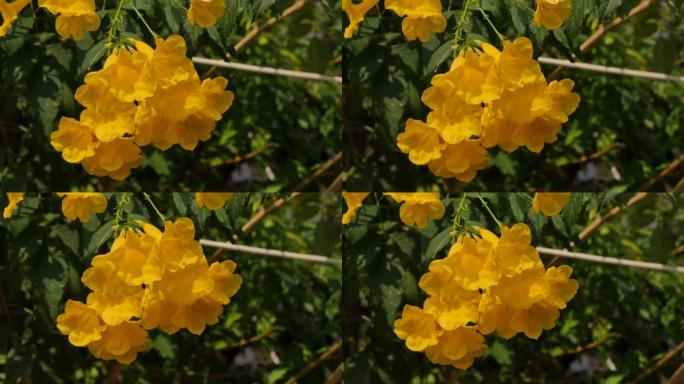 黄色喇叭花