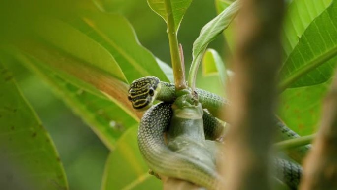 绿树蛇藏在树梢上