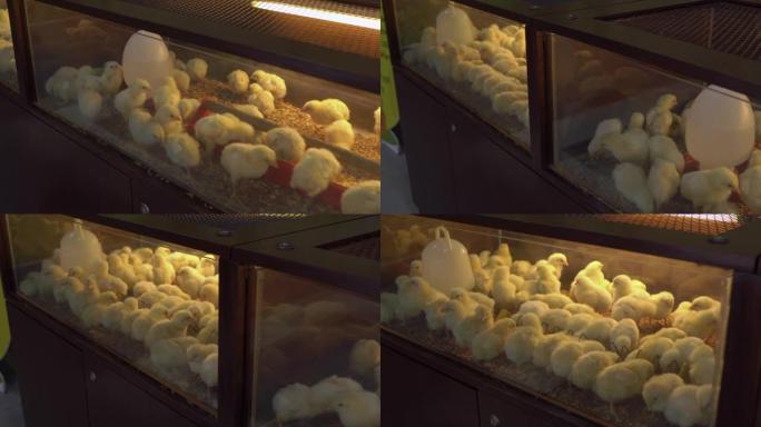 孵化器里有很多新生鸡
