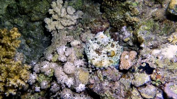 在珊瑚礁上爬行的章鱼鱿鱼