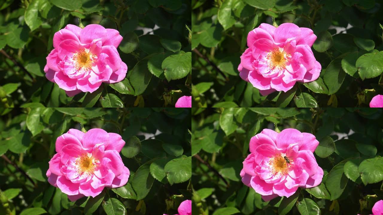 狗玫瑰粉色唯美花朵鲜花特写近景