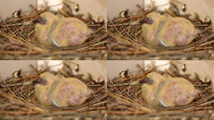 睡在巢中的新生鸽子。特写