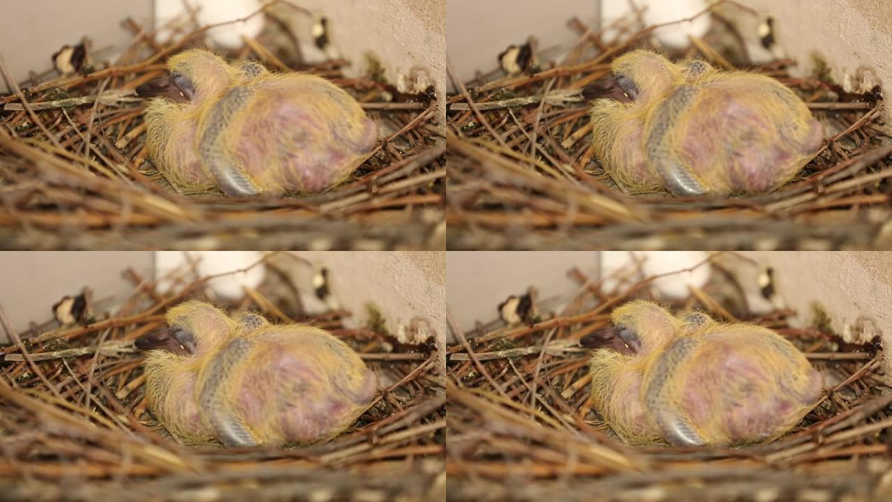 睡在巢中的新生鸽子。特写