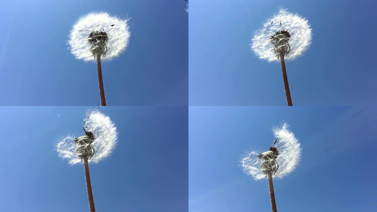 蒲公英种子在蓝天中被风吹吹。